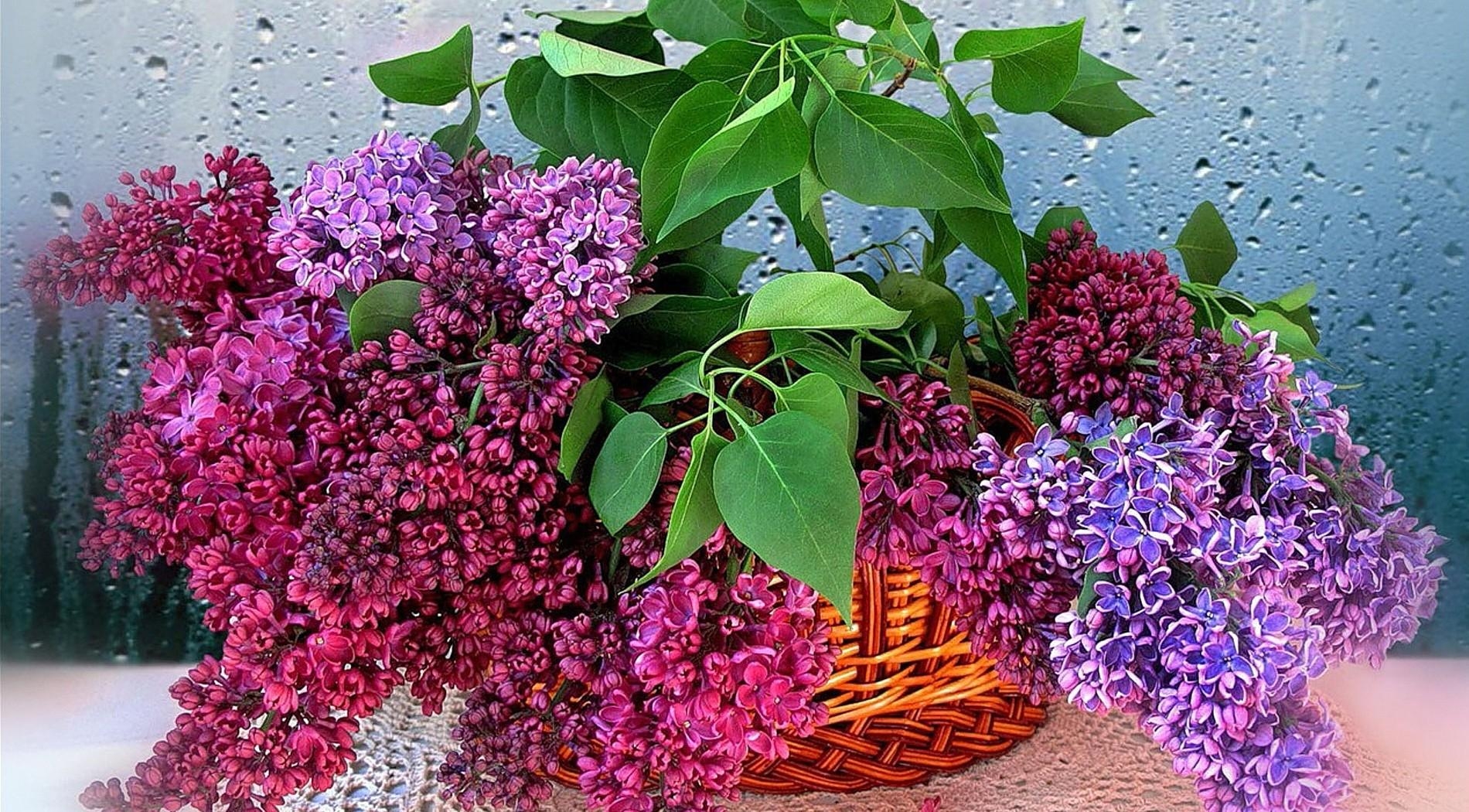 lilac, blossoms, twigs, herbs, flower, basket, drops, glass