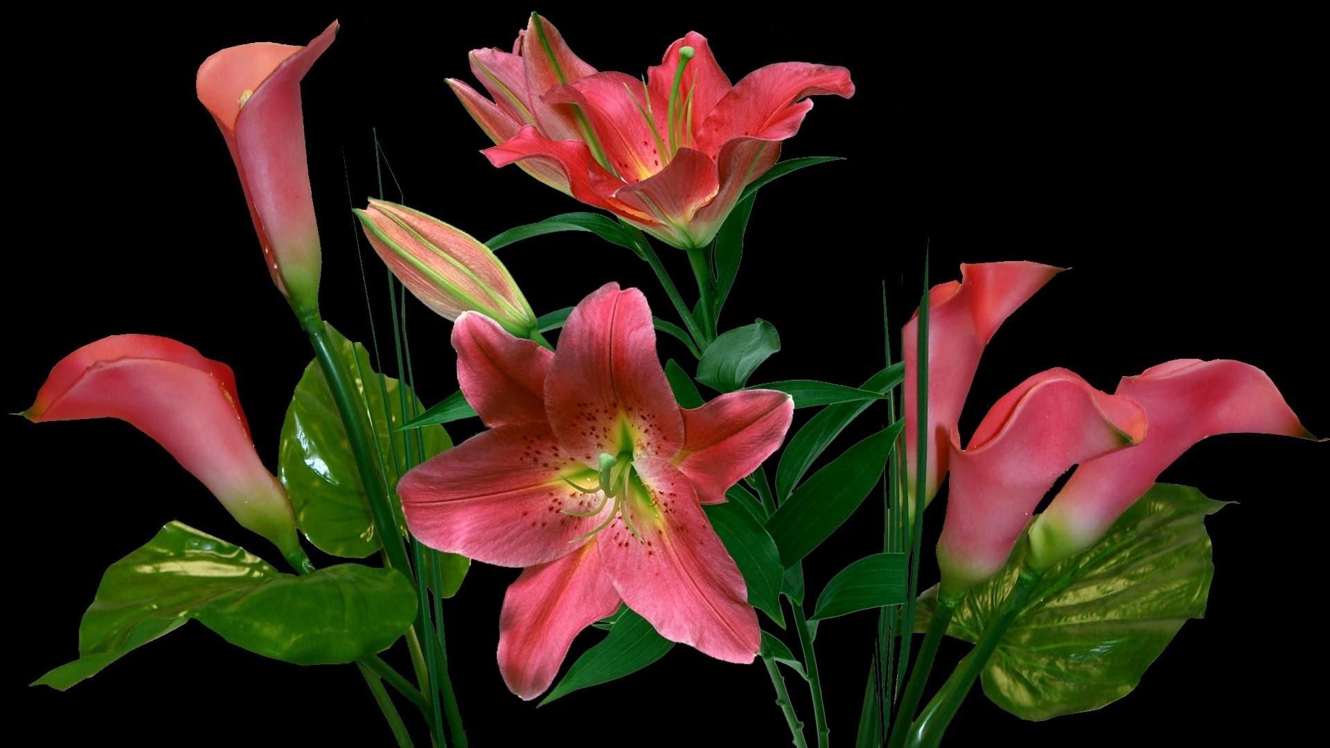 lilies, calla lilies, flowers, bunch, black background