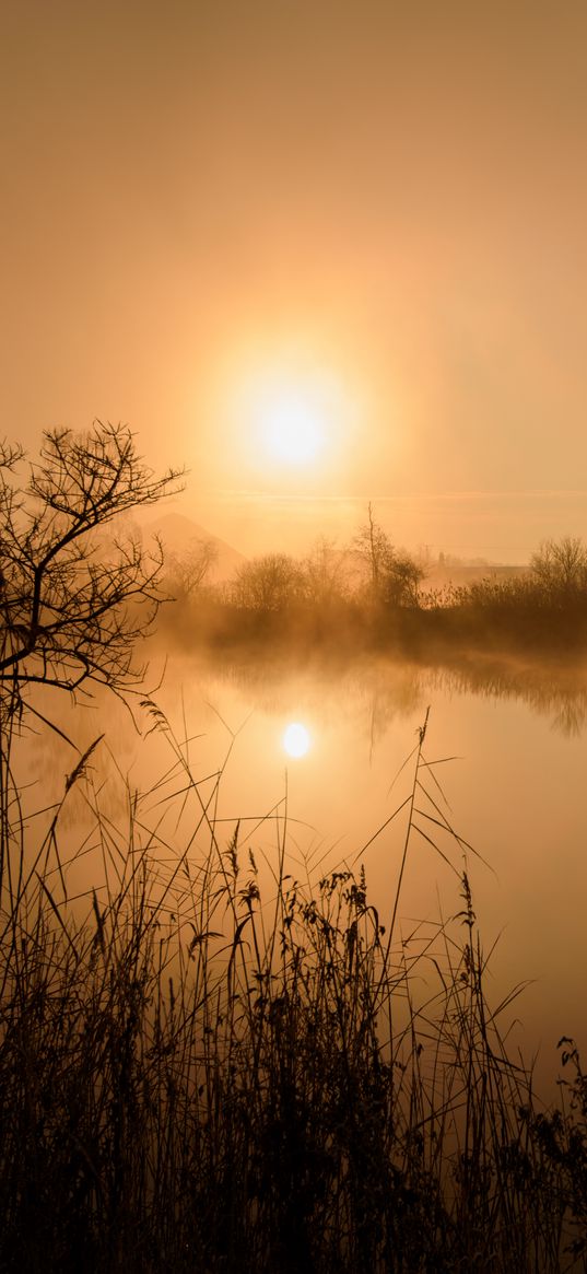 pond, trees, grass, fog, dark