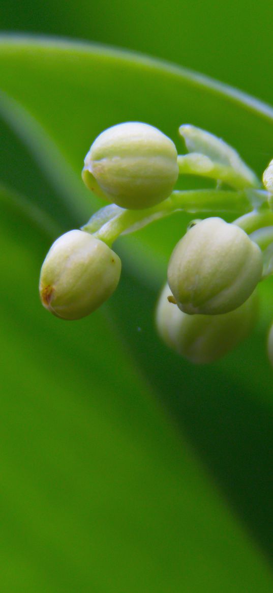 lily of the valley, buds, leaves, macro