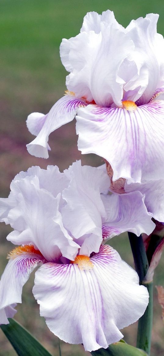 irises, flowers, close up, blurred