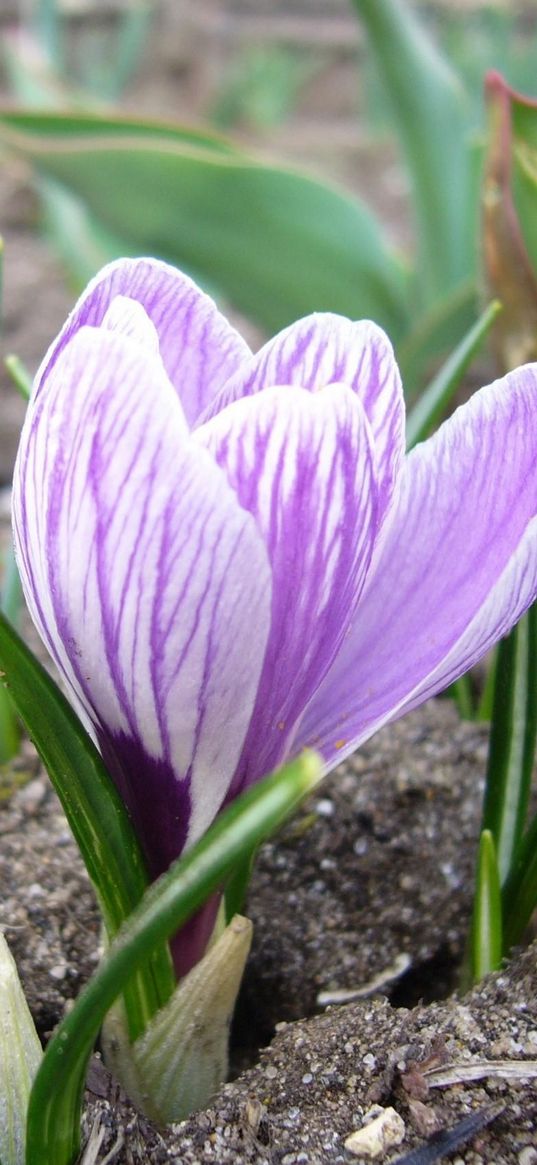 crocus, flower, close-up, primroses, spring, land