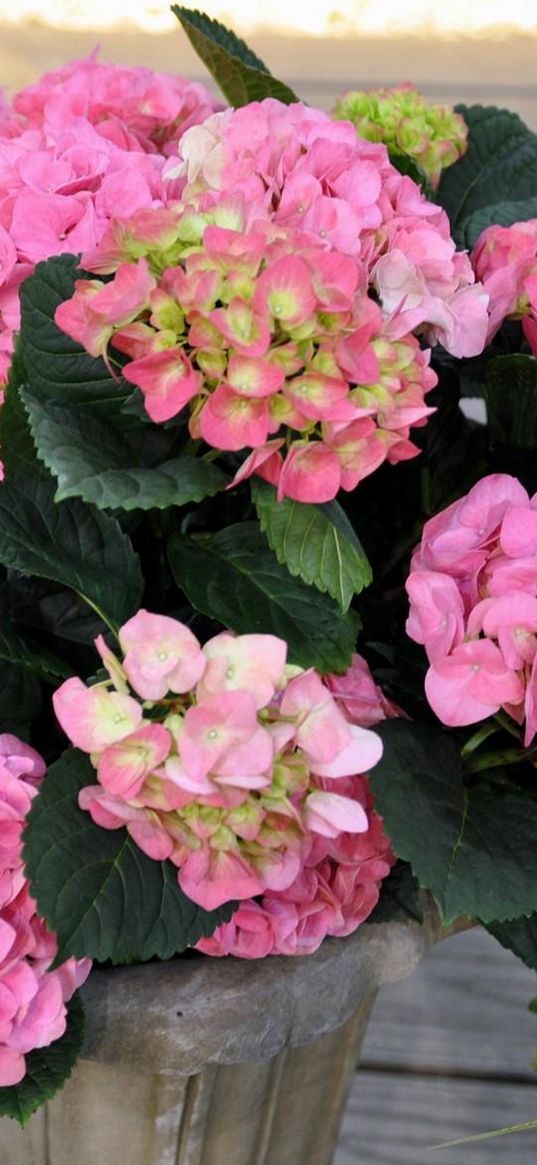 hydrangea, flower, leaves, greenery, vase