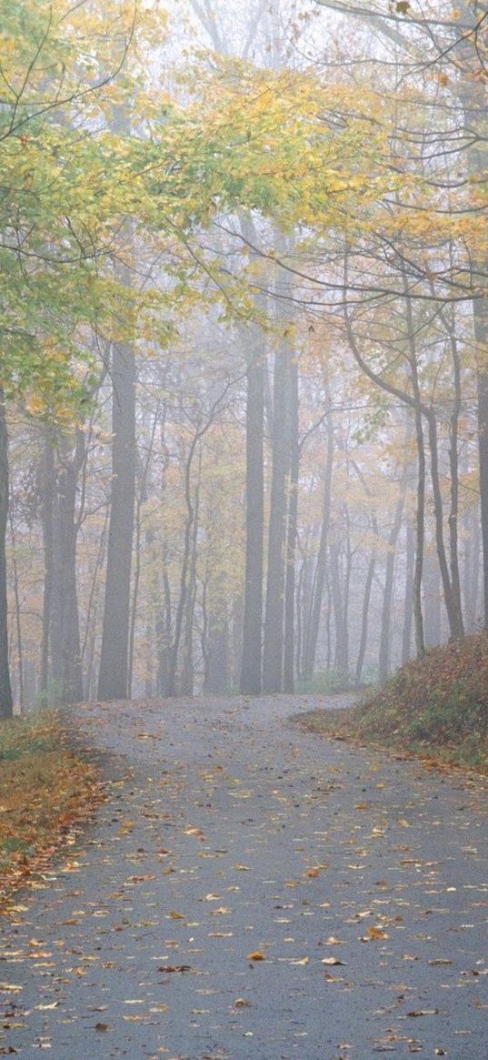 avenue, park, trees, secret, fog, road, track