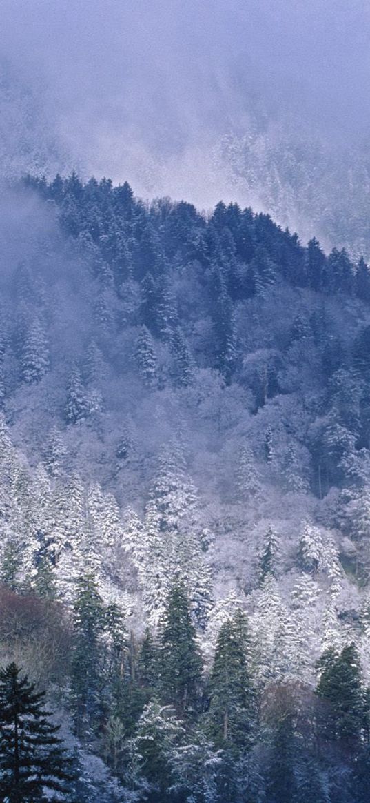 great smoky mountains, tennessee, mountains, trees, coniferous, winter, snow, height