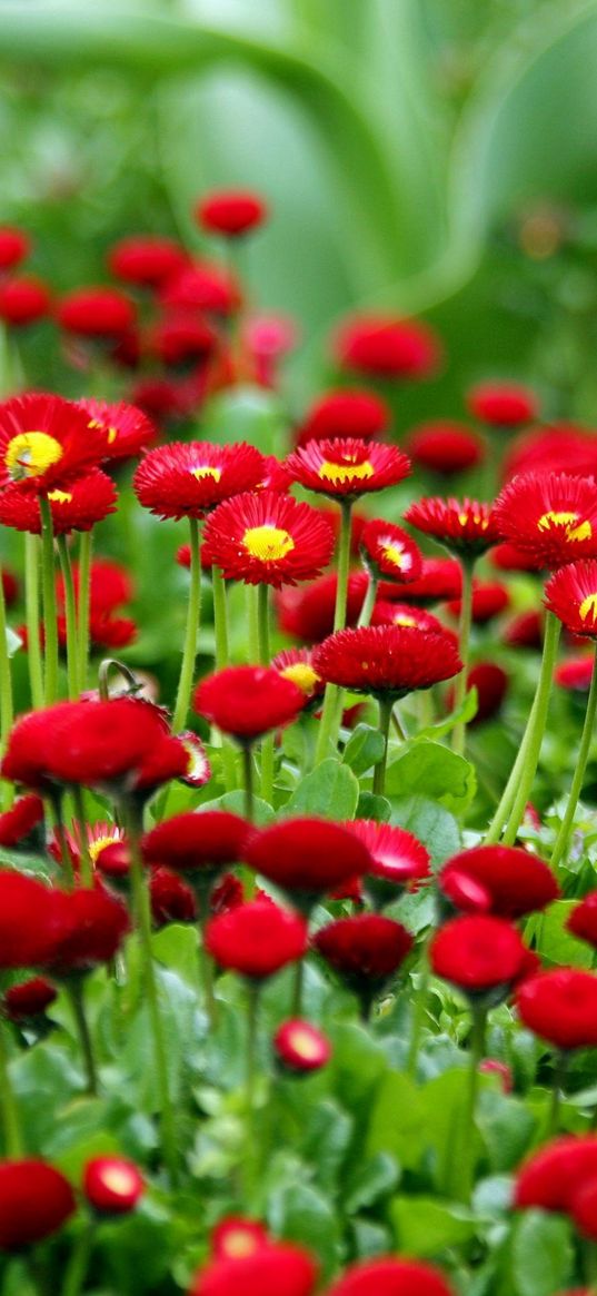 daisies, herbs, flowers, red, blur, flowerbed