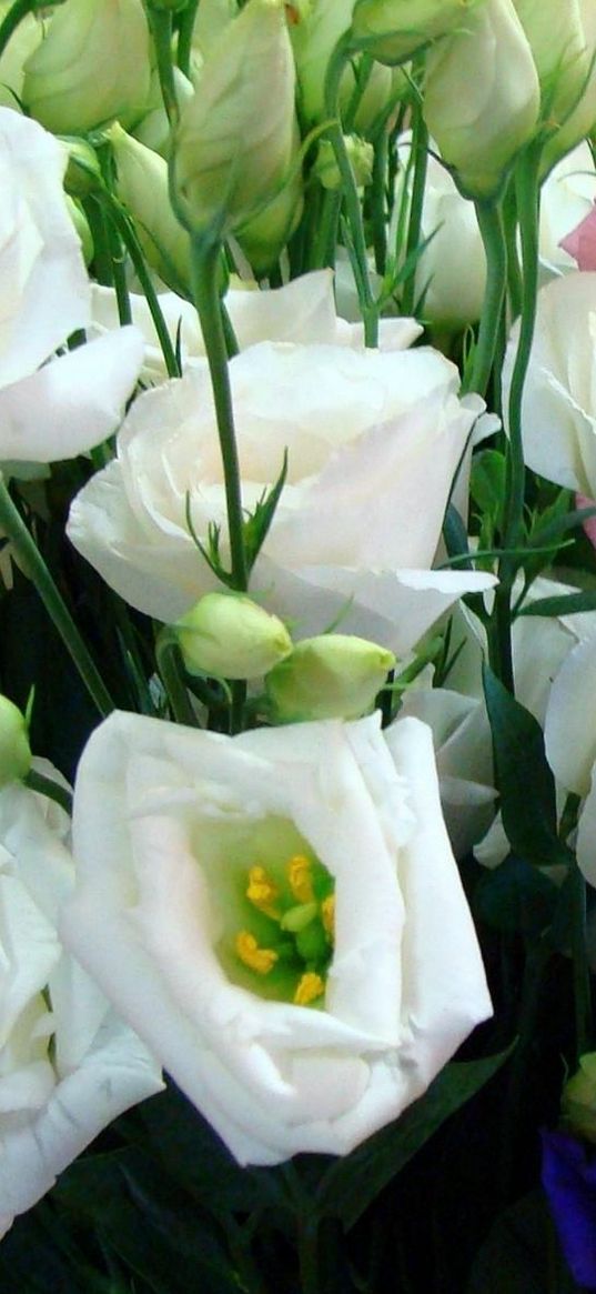 lisianthus russell, flowers, different, many, buds