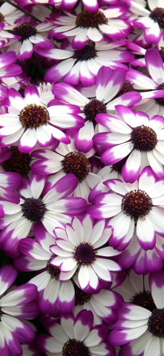 cineraria, flowers, bright, colorful, petals