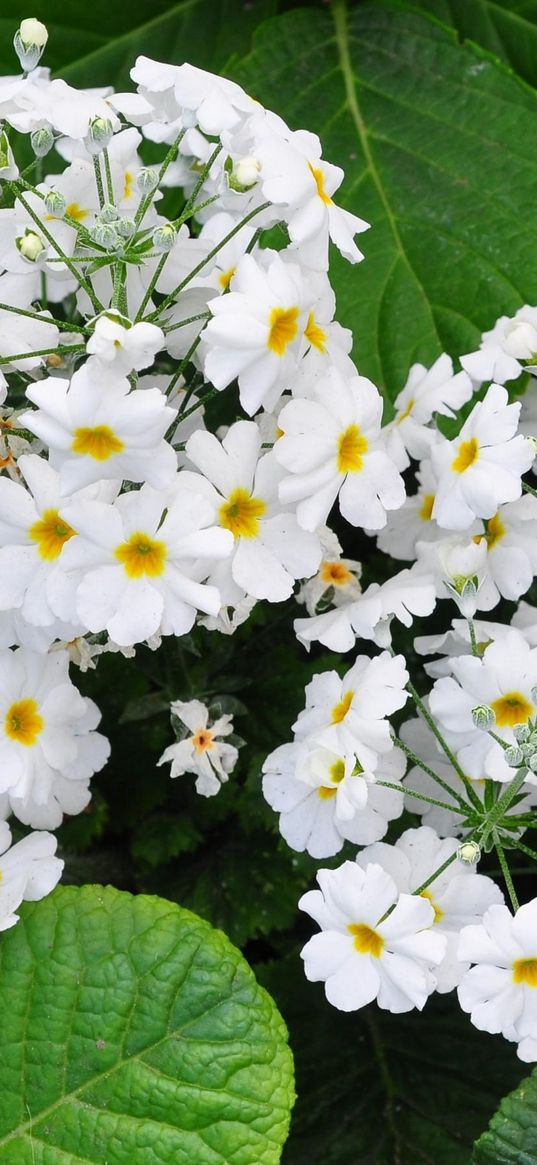 primroses, hydrangeas, leaves, flowers, herbs, close-up