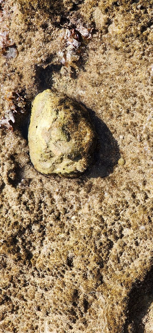 stone, corals, shells, sea, nature