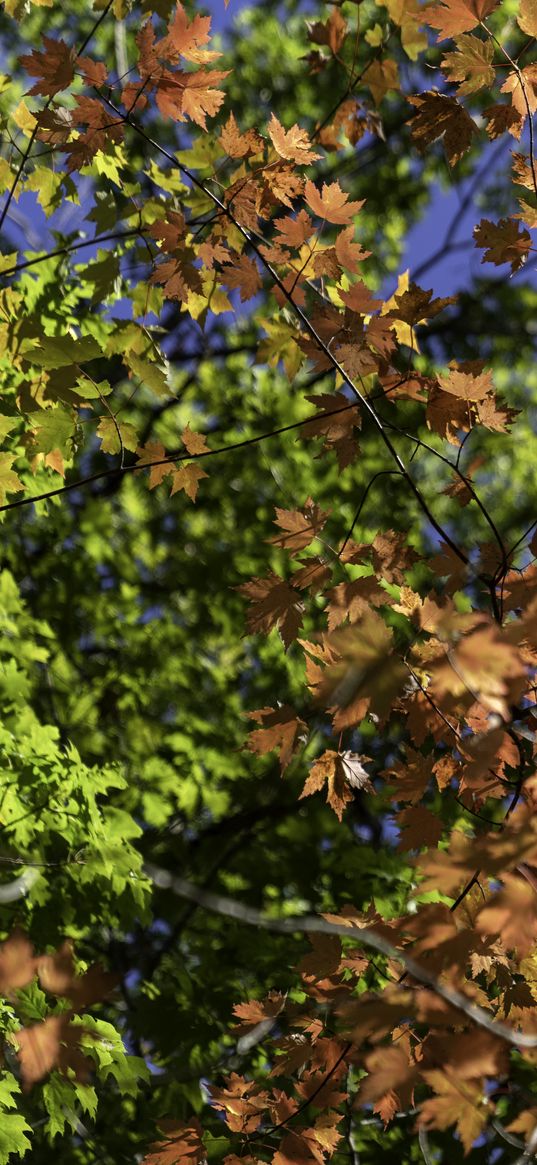 leaves, maple, branches, trees, autumn, sunshine