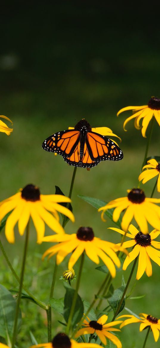 monarch, butterfly, rudbeckia, flowers, macro, yellow