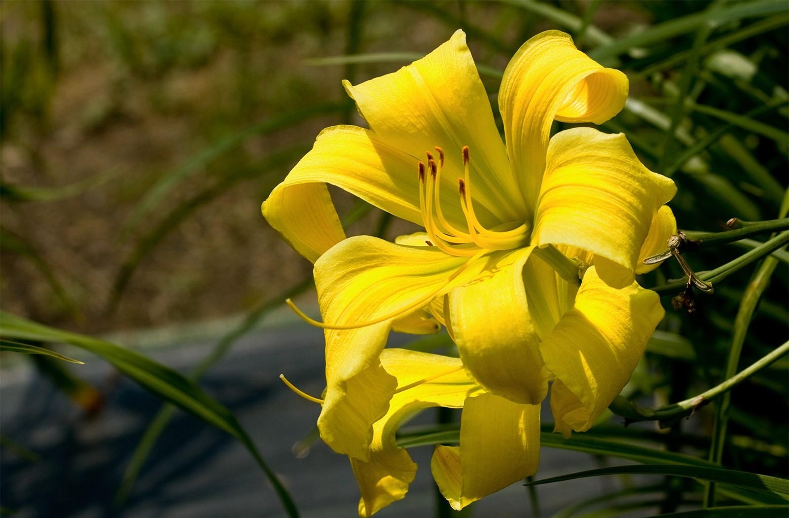 lily, flower, stamen, yellow, close-up, blurred