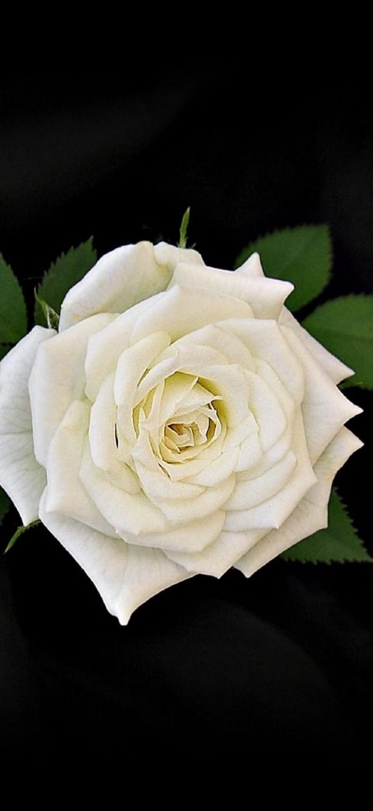 rose, flower, white, leaves, black background