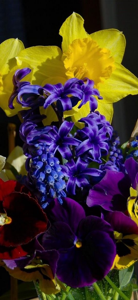 daffodils, muscari, hyacinths, pansies, herbs, flower, song