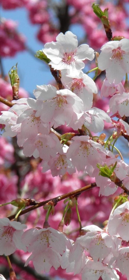 blossom, spring, twigs, buds, close-up