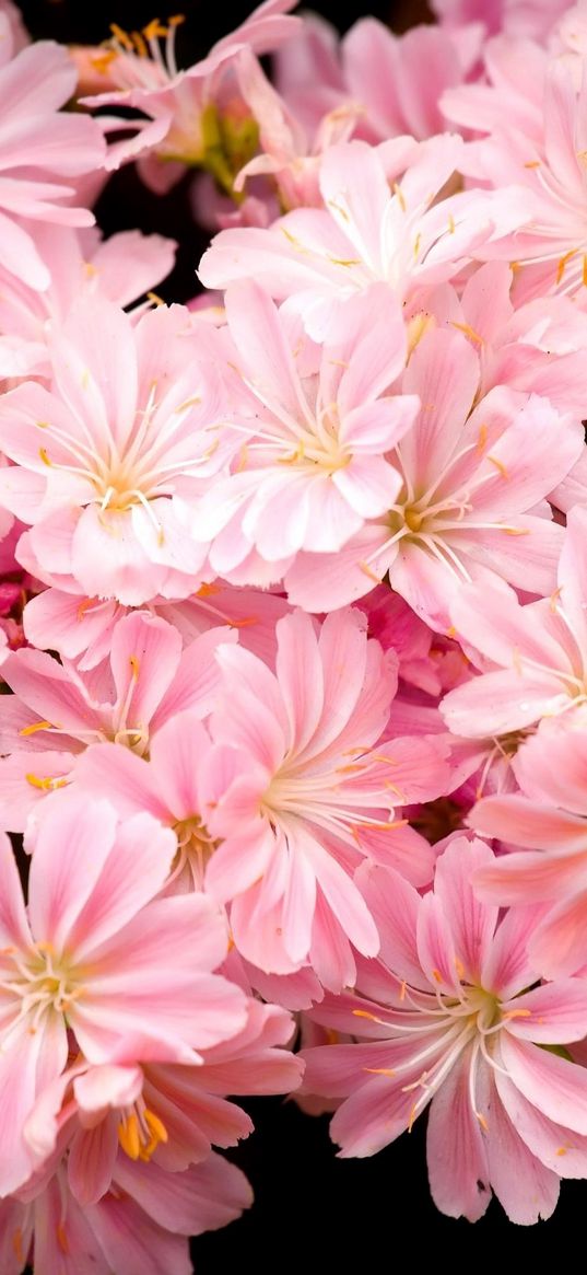 flowers, pink, stamens, black background