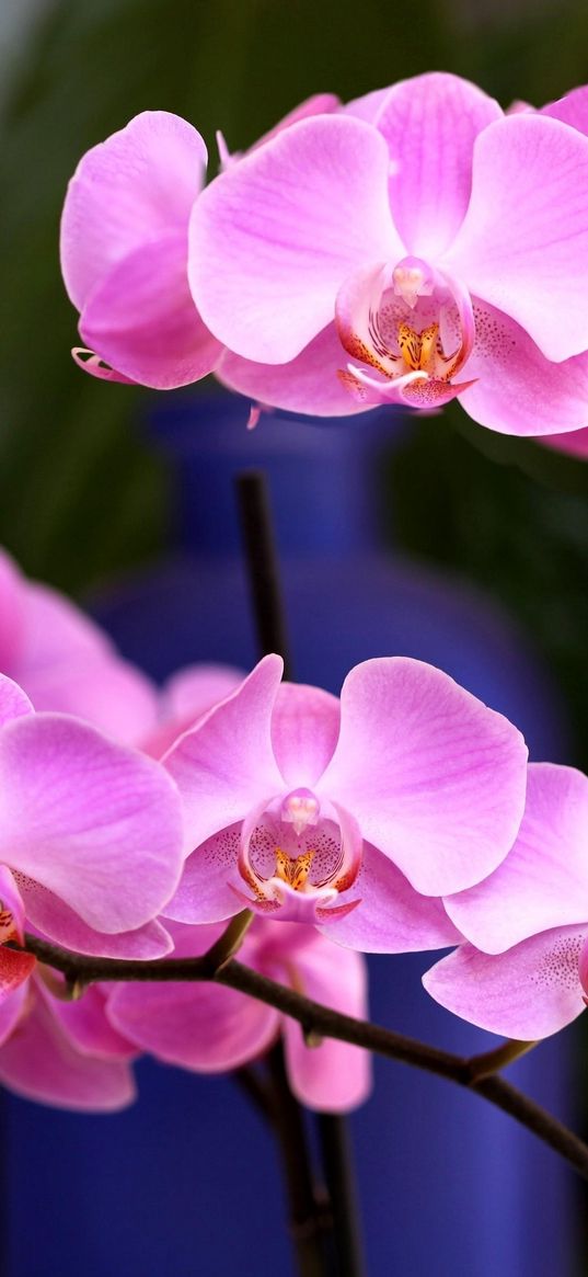 orchid, flower, pink, branch, close-up