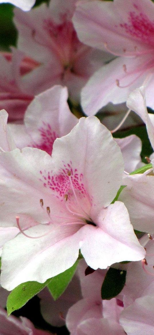 azaleas, flowering, stamen, close-up