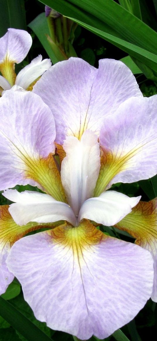 irises, flowers, flower bed, green