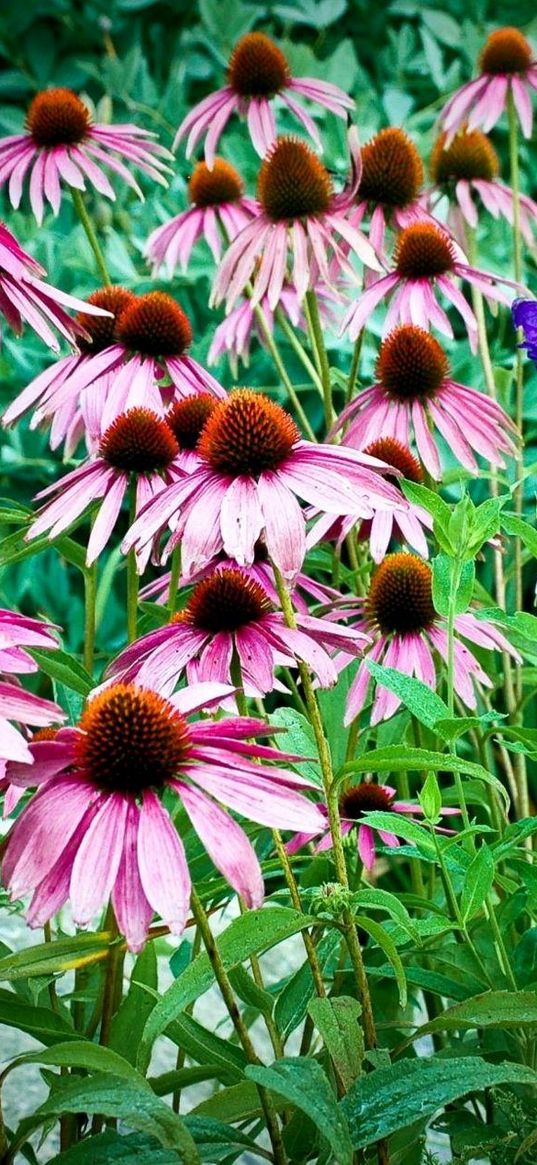 echinacea, flowers, herbs, drop, freshness