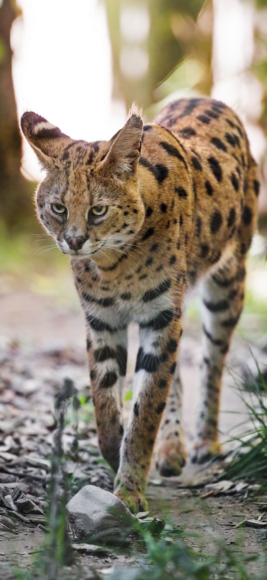 serval, big cat, predator, wildlife