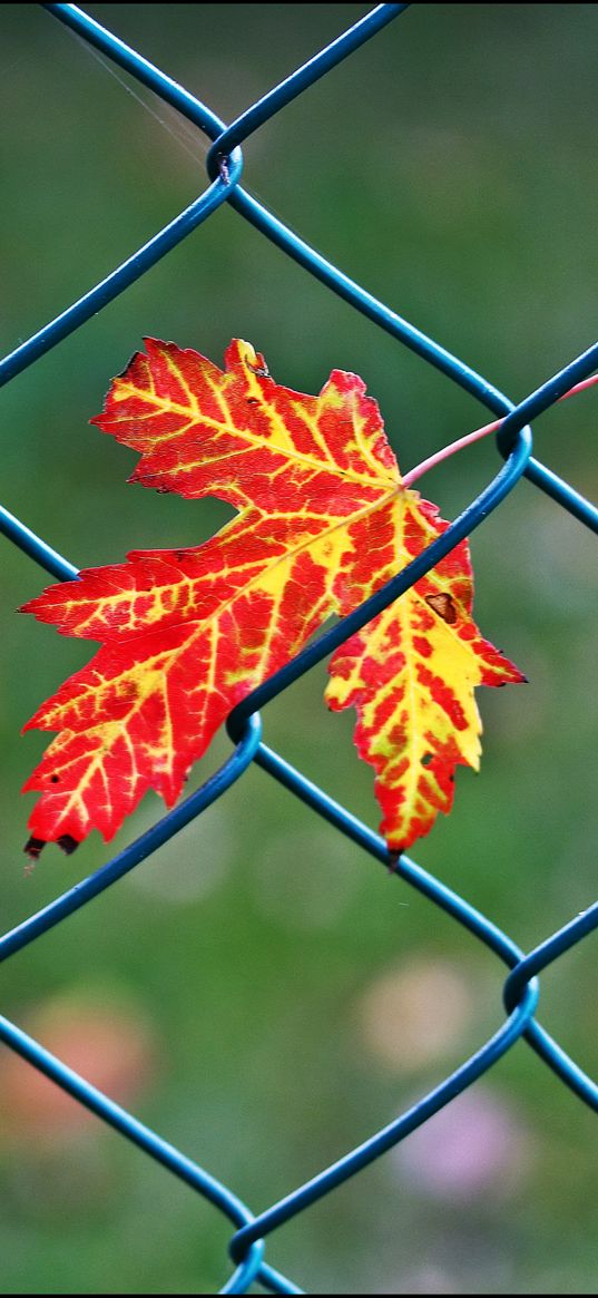 maple leaf, leaf, maple, wire, blur, minimalism