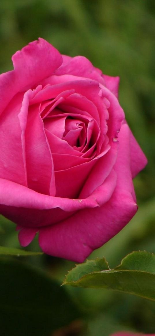 rose, flower, green, bud, gardens, sharpness