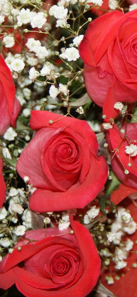 roses, flowers, buds, flower, gypsophila, drawing