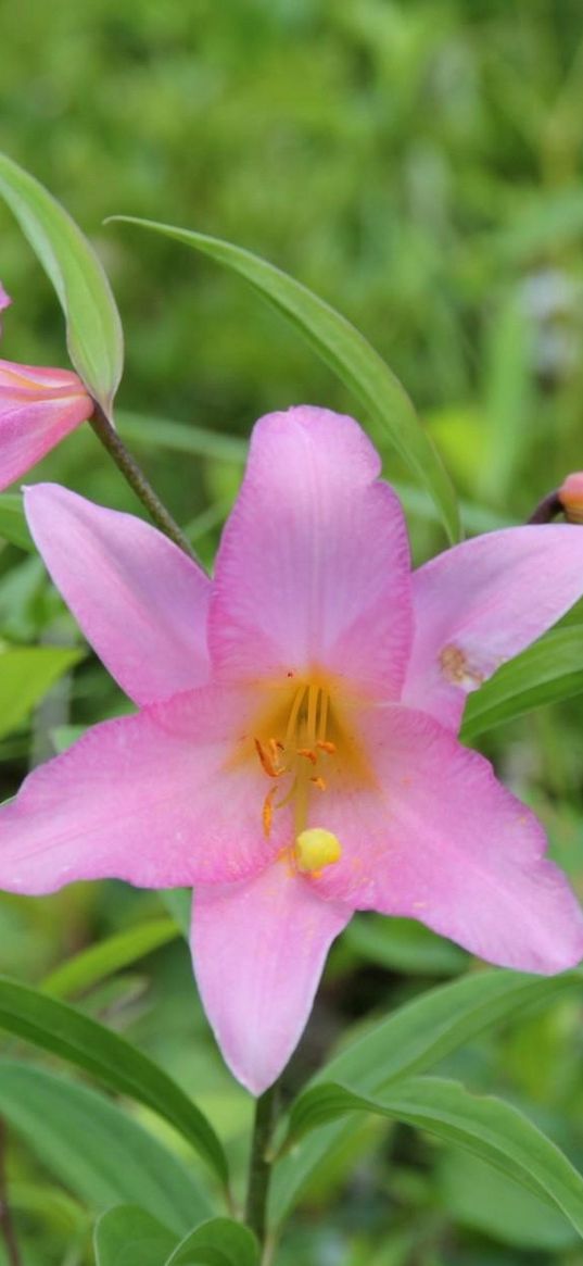 lilies, flowers, garden, green, blur