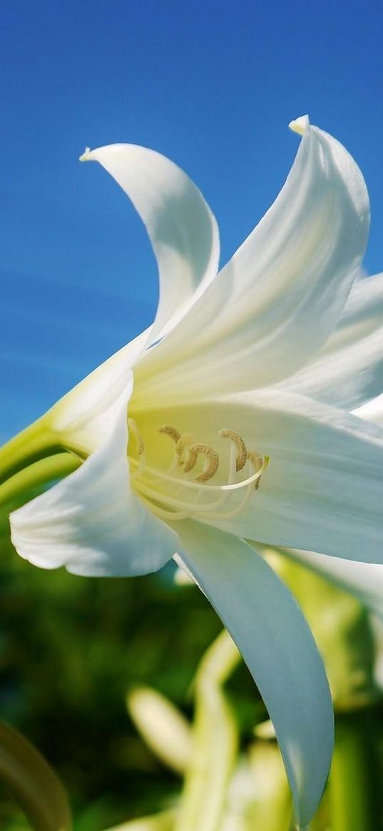 lily, flower, snowy, sky, close-up