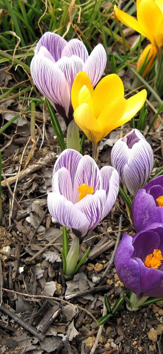 crocuses, flowers, flowing, spring, primroses