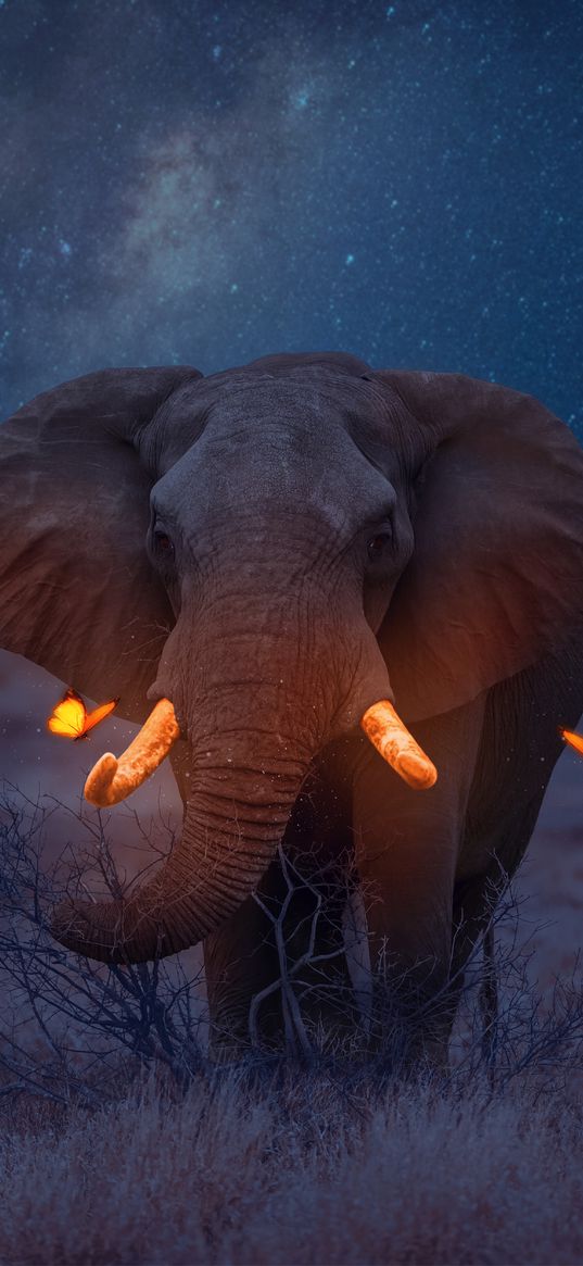 elephant, animal, light, butterflies, space, savanna, nature