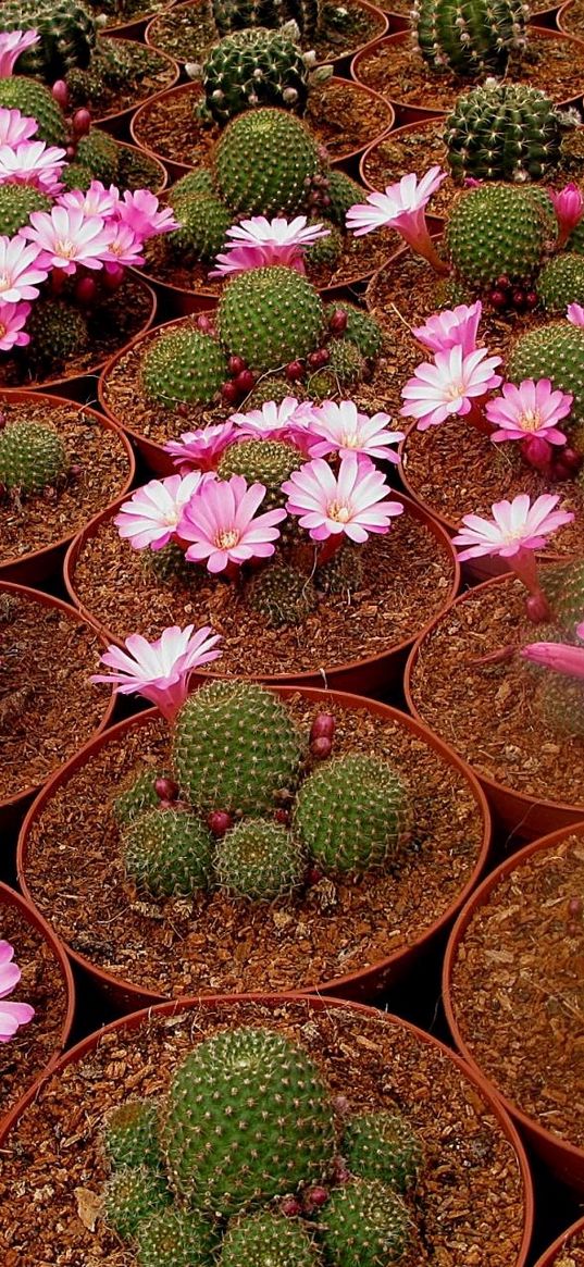 cacti, flowering, pots, breeding