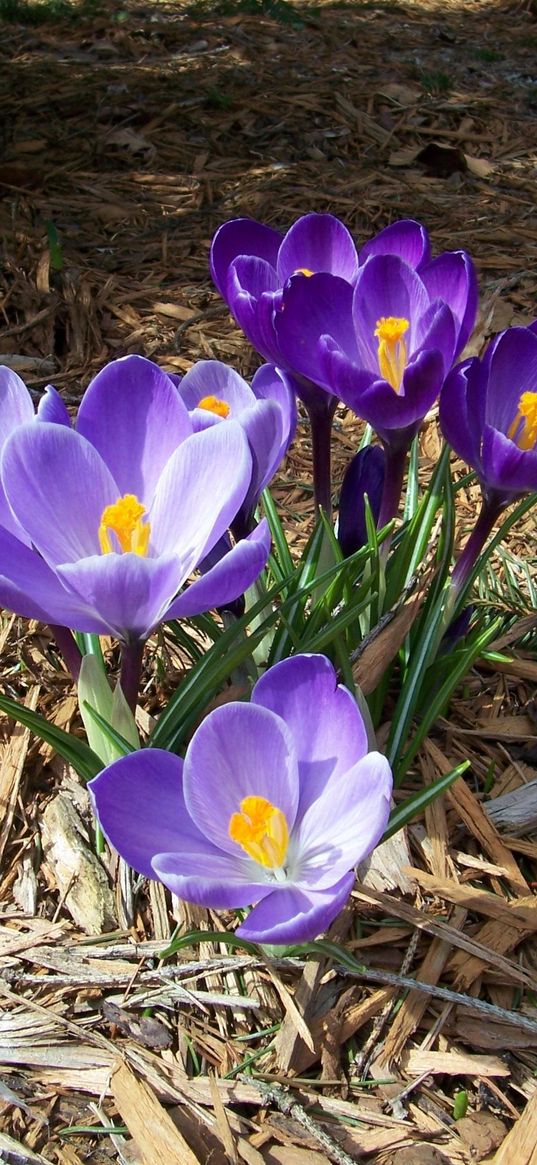 crocuses, flowers, spring, primroses, sunny