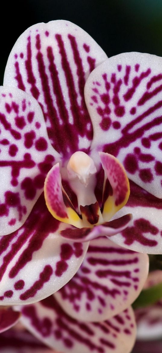 orchids, flowers, spotted, close-up