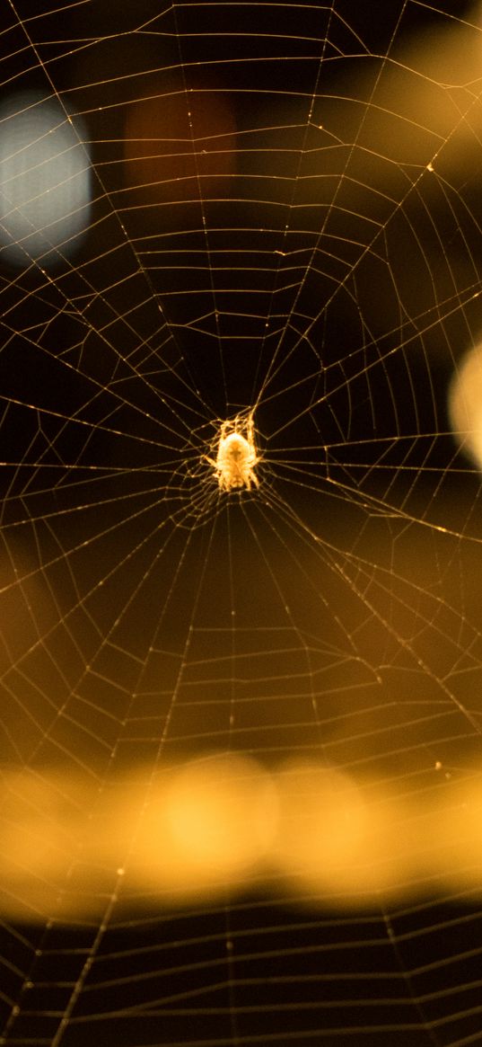 cobweb, spider, macro, blur