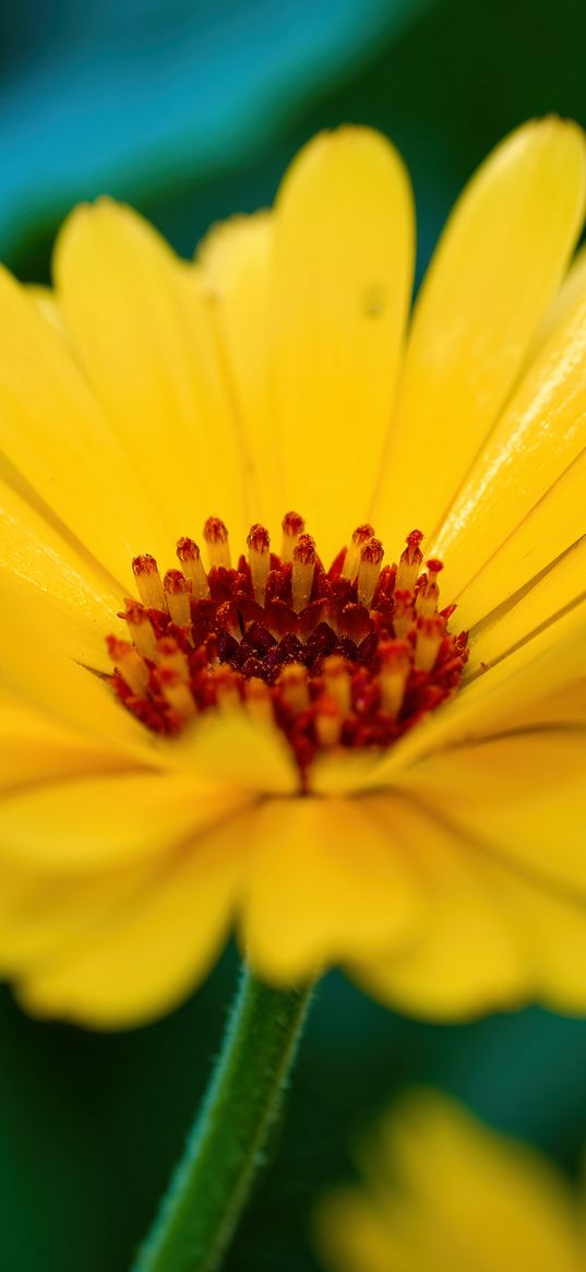 calendula, flower, petals, macro, yellow