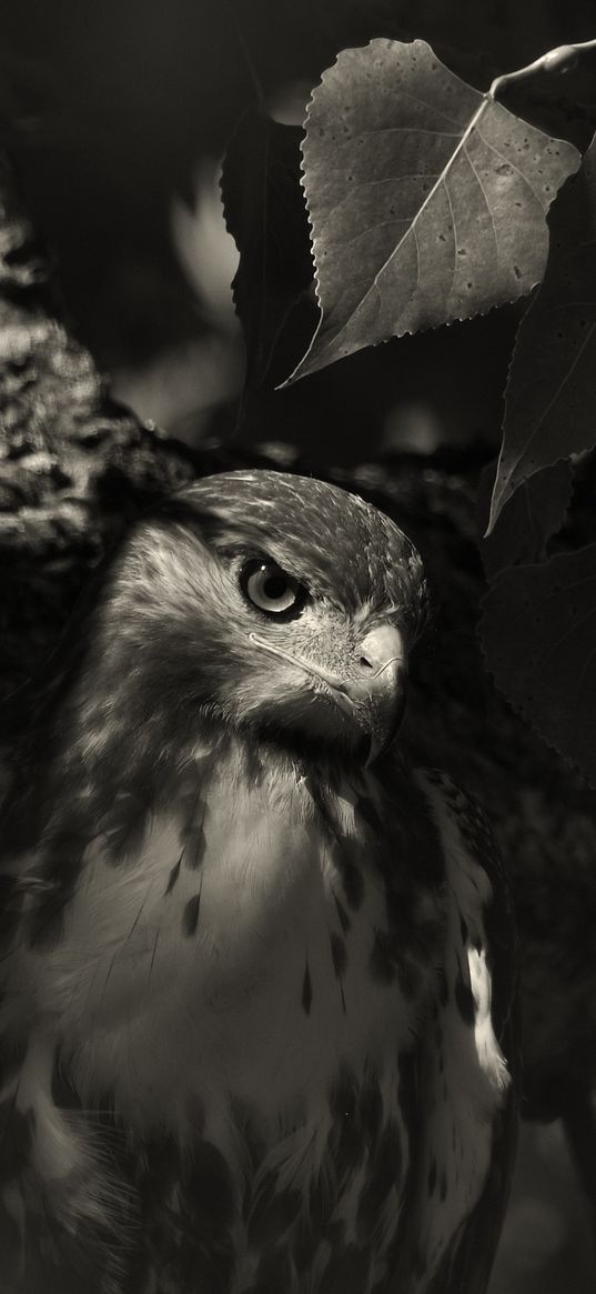 hawk, bird, tree, nature, black and white