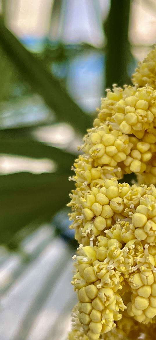 flowers, inflorescence, yellow, nature, plant, macro