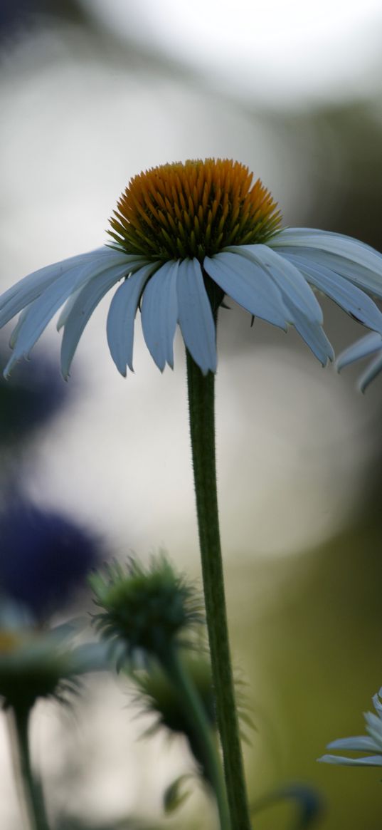 echinacea, flower, blur, petals, macro