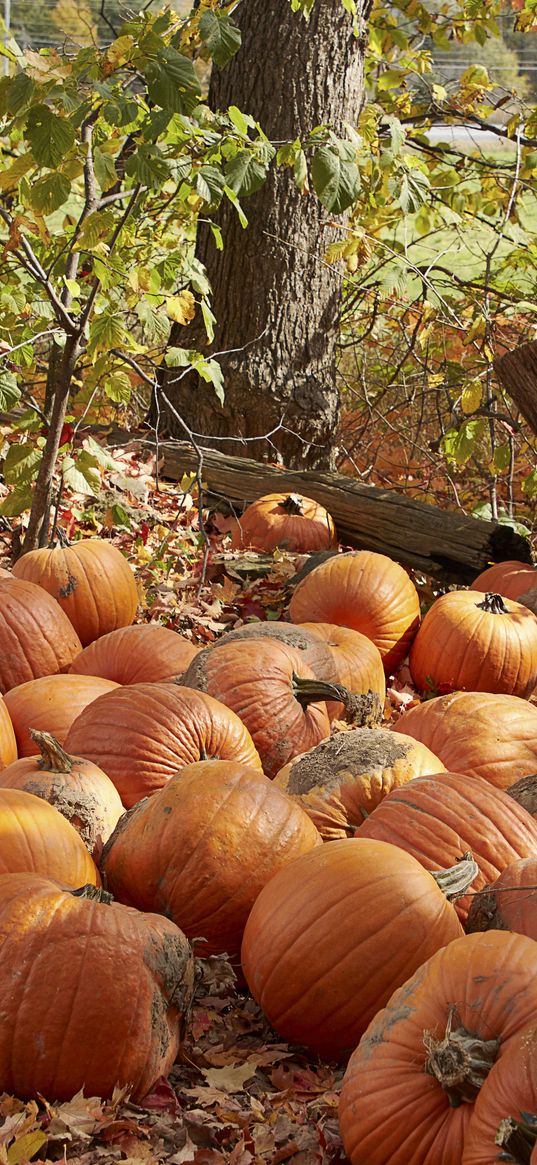 pumpkins, leaves, trees, autumn