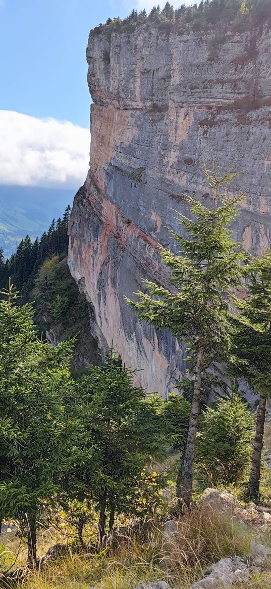 mountains, tree, pine