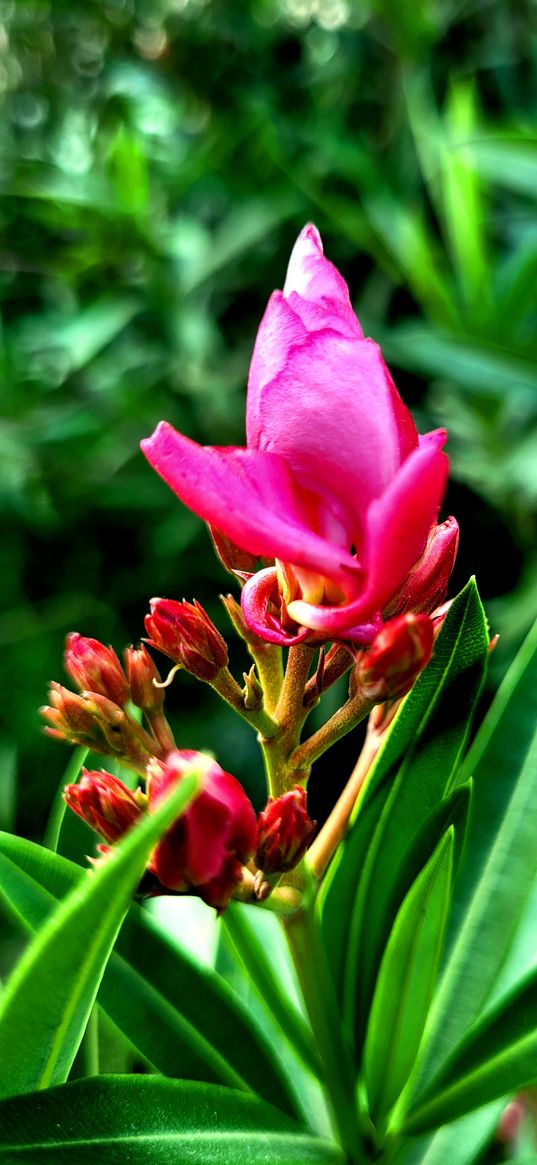 flower, floral, pink, green, greenery, nature, sunlight