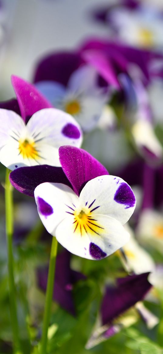 violets, flowers, petals, blur