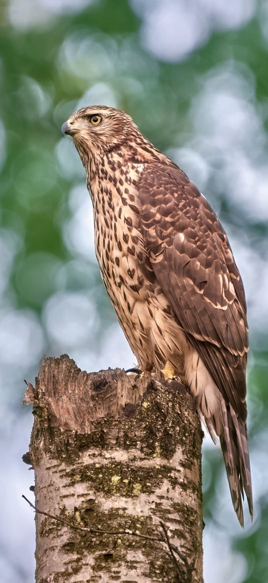 goshawk, hawk, bird, wildlife, log