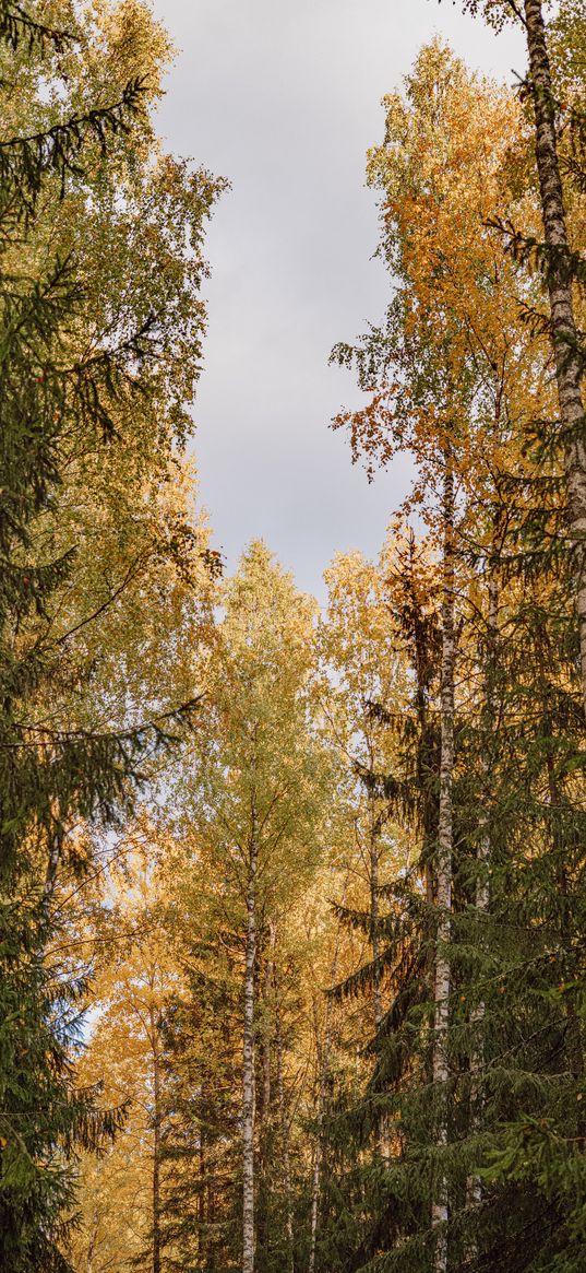 trees, spruces, birches, forest