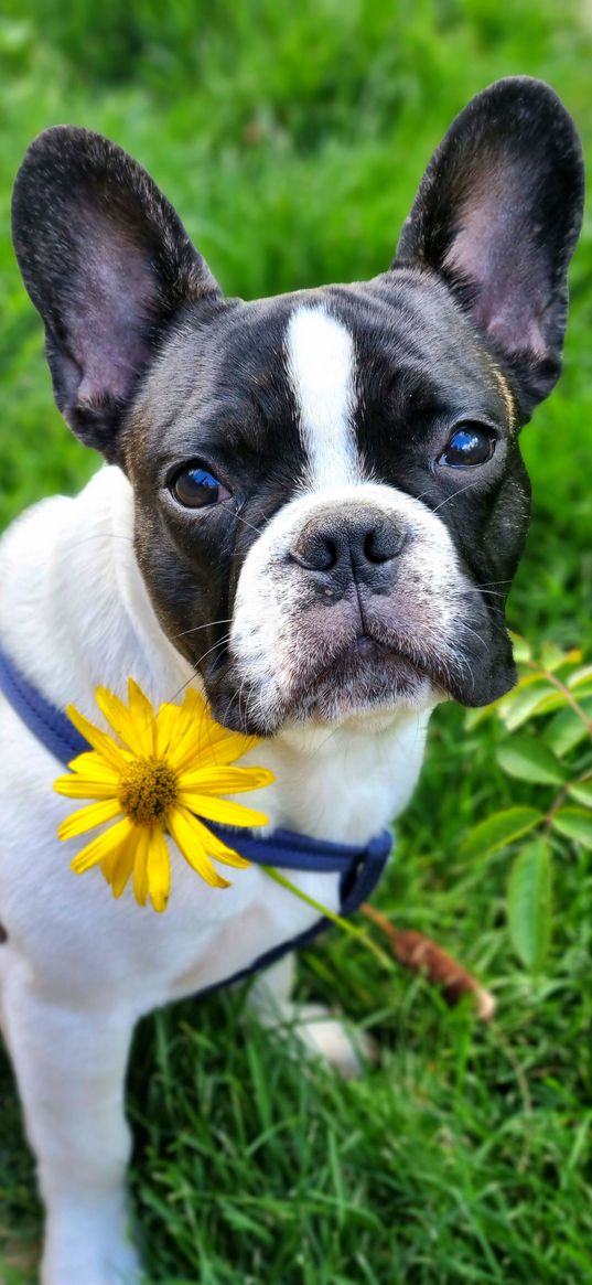 french bulldog, dog, animal, black, white, flower