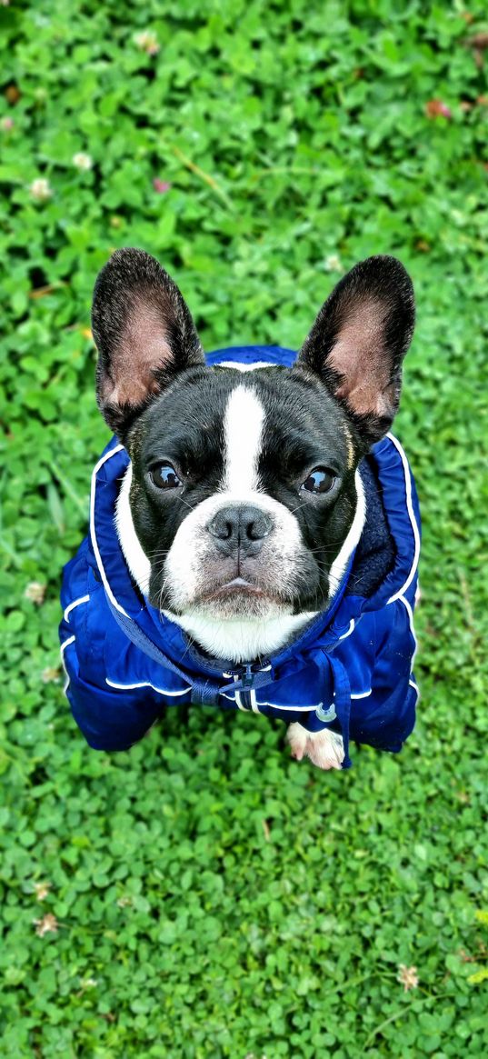 french bulldog, dog, animal, black, white, suit, grass