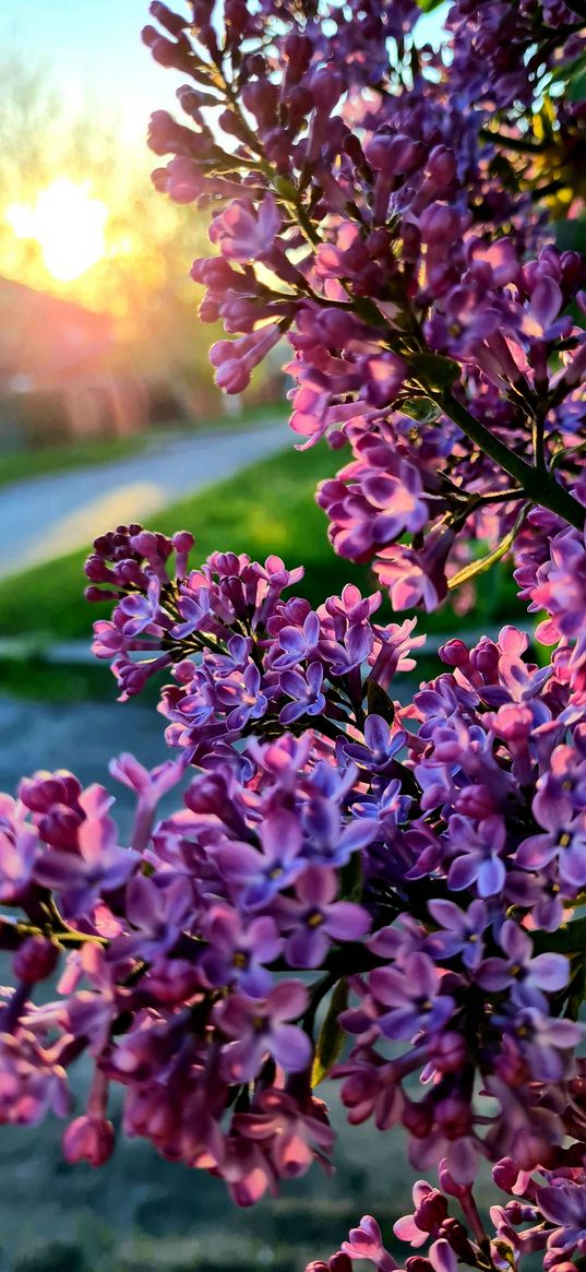 lilac, summer, sun